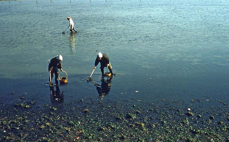 1952-3 Japan 131 Shellfish Hunting nr Yokosuka.jpg